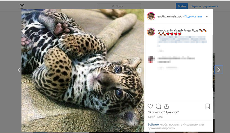 скриншот историй/instagram.com